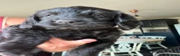 Labradoodle dogs for sale: Wonderful labradoodle puppies - Advert 25