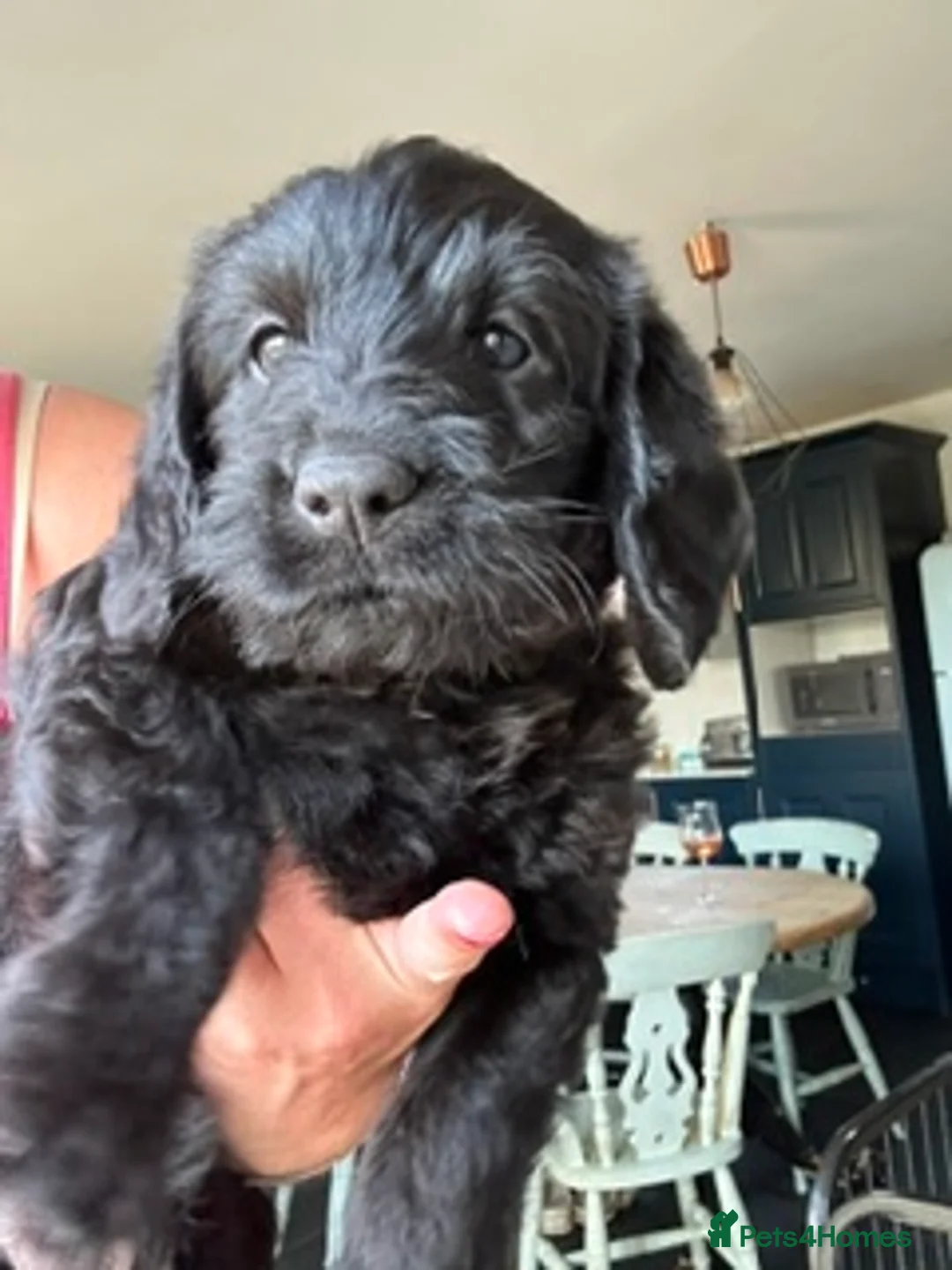 Labradoodle dogs for sale: Wonderful labradoodle puppies - Advert 25