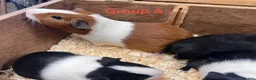 Guinea Pig rodents for sale: Young Male / Boar Dutch Guinea pigs - Advert 7