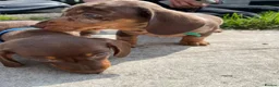 Miniature Dachshund dogs for sale: 2 BEAUTIFUL BOYS READY! - Advert 4