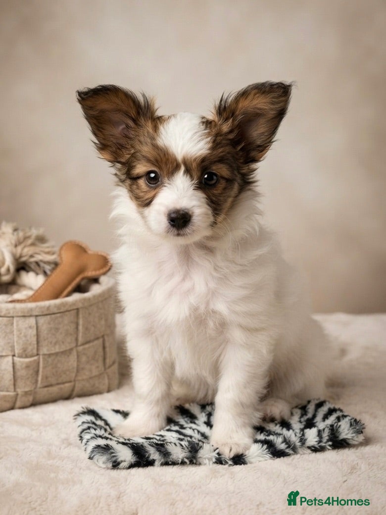 Papillon dogs ONE BOY LEFT! Champion Line KC Registered Puppies - Advert 2