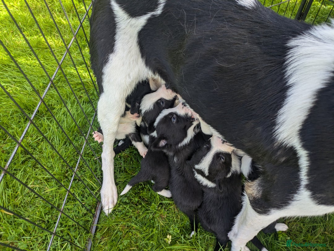 Border Collie dogs for sale: Border Collie Puppies - Image 11