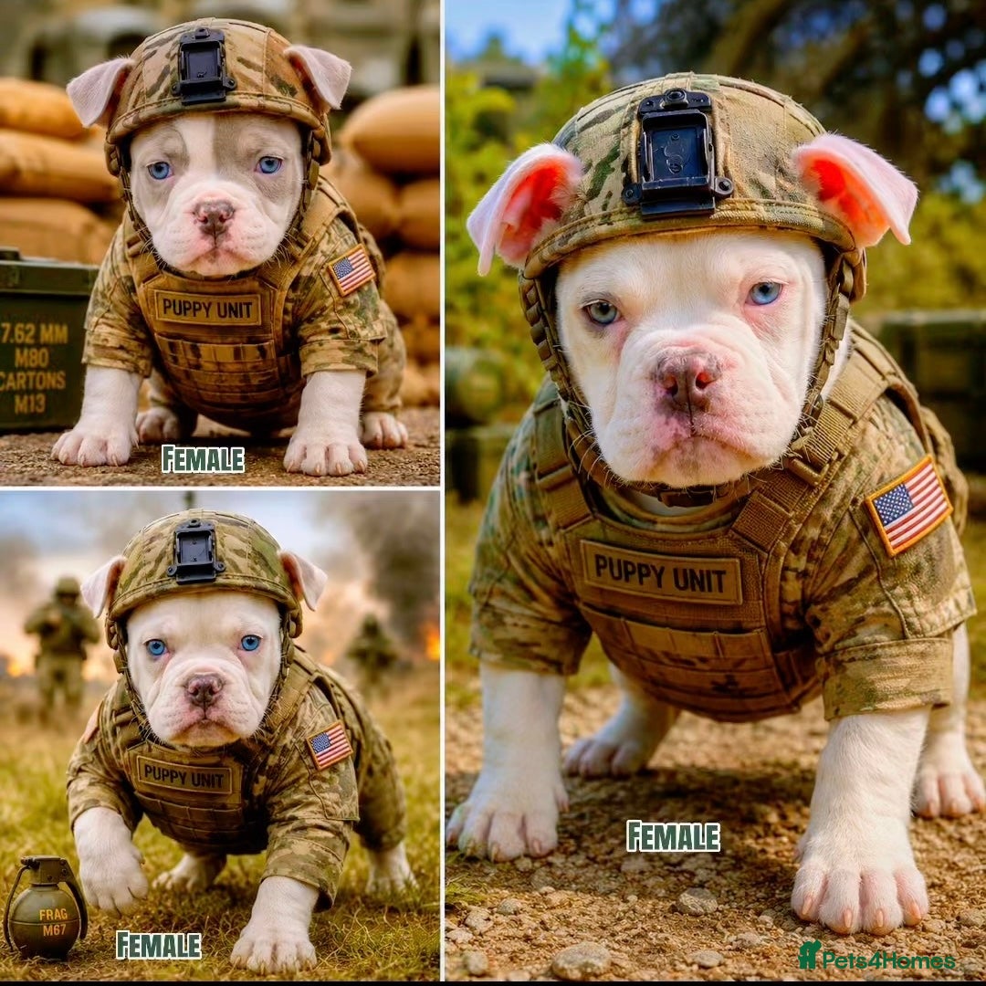 Olde English Bulldogge dogs 23❤️YEARS❤️5⭐️RATED❤️LICENSED❤️PROFESSIONALS❤️ - Advert 2