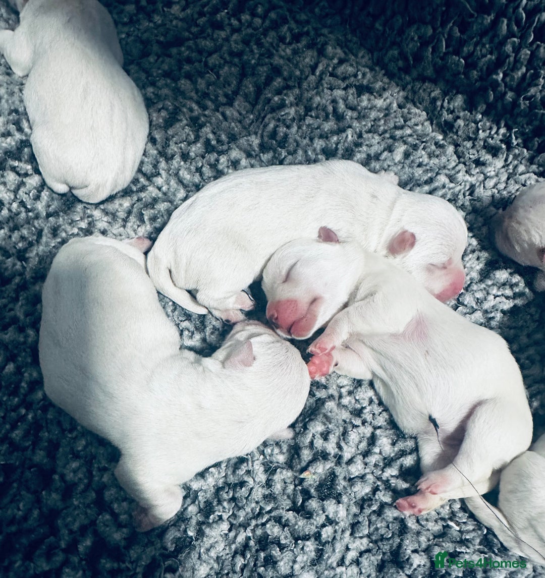 West Highland Terrier dogs for sale: KC Reg Westies - Image 10