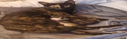 Domestic Shorthair cats for sale: Calico Kittens in Halifax - Advert 4