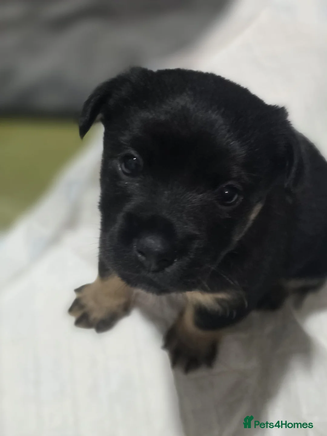 Jack Russell dogs for sale: Jack Russell puppies  in Newport - Advert 9