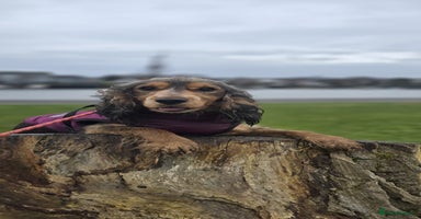 Cocker Spaniel dogs - Advert 7