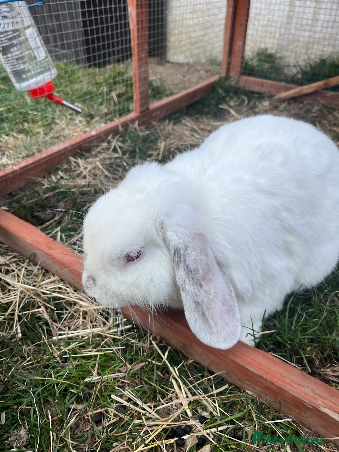 Mini Lop rabbits for sale: two male rabbits for sale  - Image 4