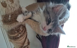 Norwegian Forest Cat cats for sale: Full Norwegian forest cat kittens - Image 7