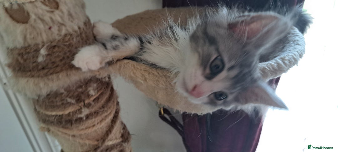 Norwegian Forest Cat cats for sale: Full Norwegian forest cat kittens - Image 7