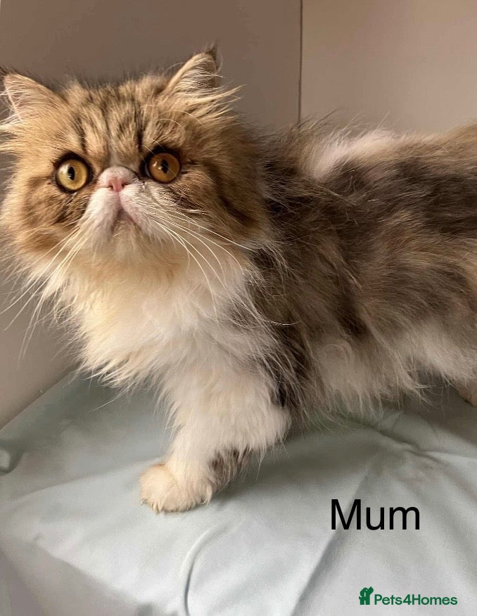 Persian cats for sale: Adorable GCCF registered Male Persian kitten - Advert 2