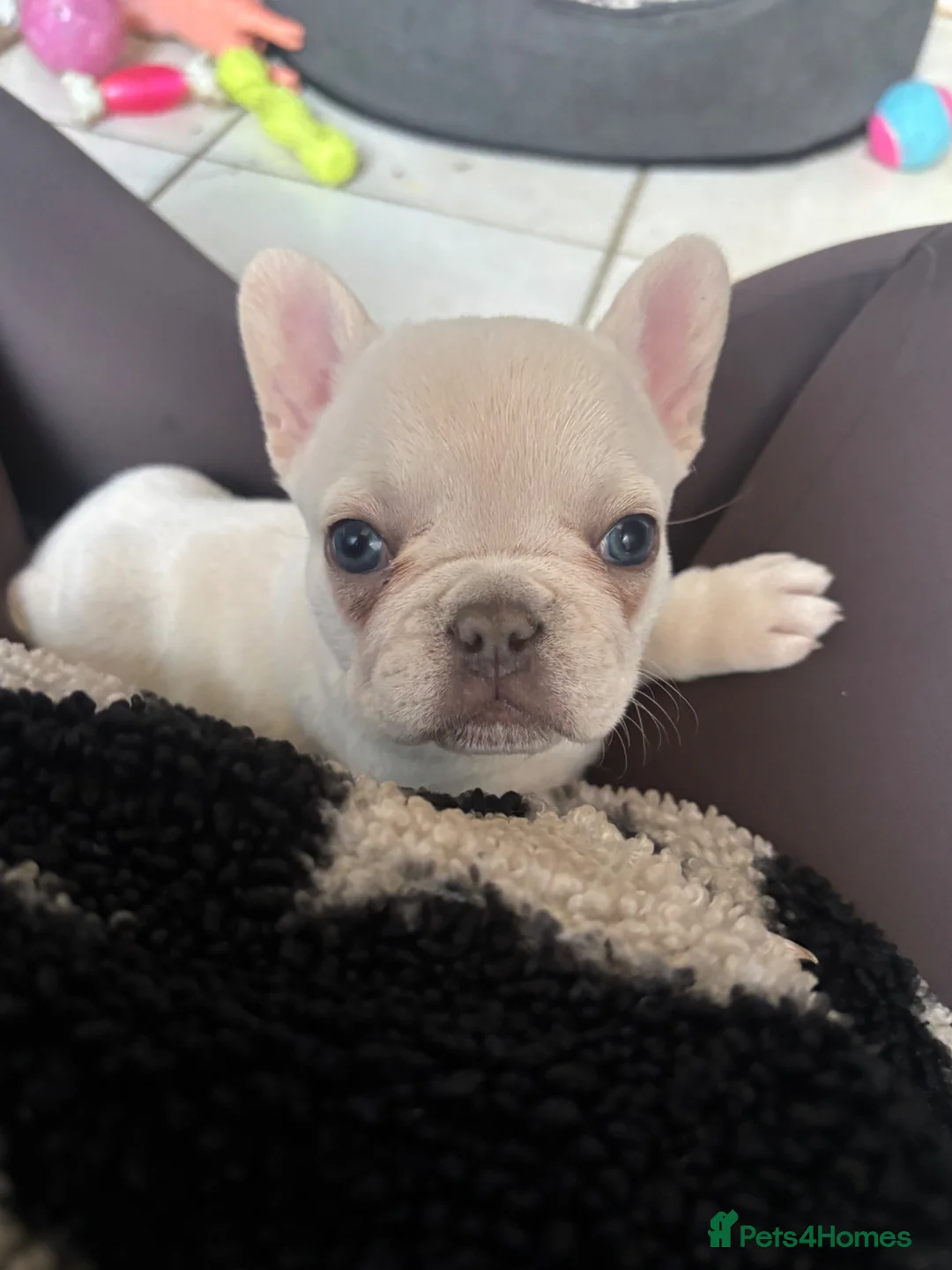 French Bulldog dogs for sale: 3 white adorable French bulldog puppies - Advert 1