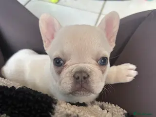 French Bulldog dogs 3 white adorable French bulldog puppies - Advert 4