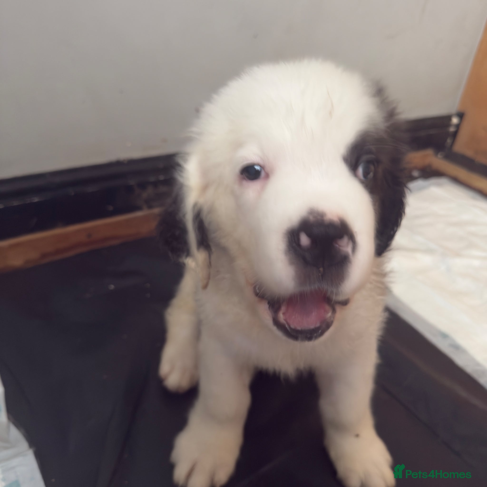 Saint Bernard dogs for sale: Last male Saint Bernard puppy Ready to Leave  - Advert 3