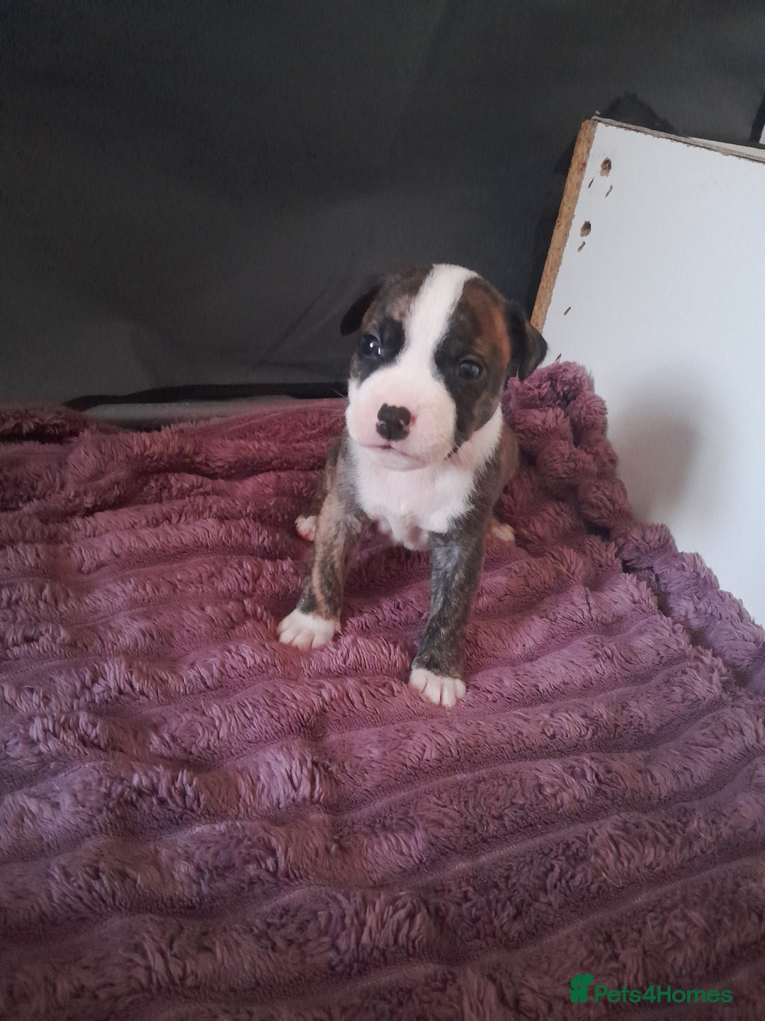 Staffordshire Bull Terrier dogs for sale: Staffordshire bull terrier puppies - Advert 5