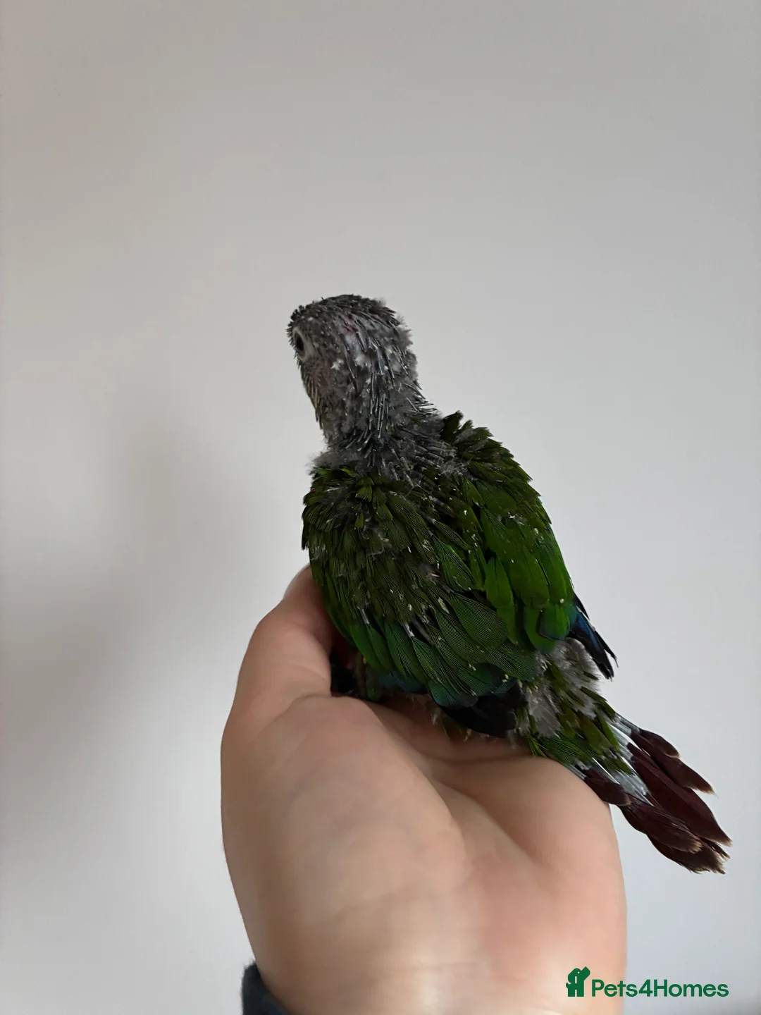 Conures birds for sale: Hand reared silly tame conures!  - Advert 4