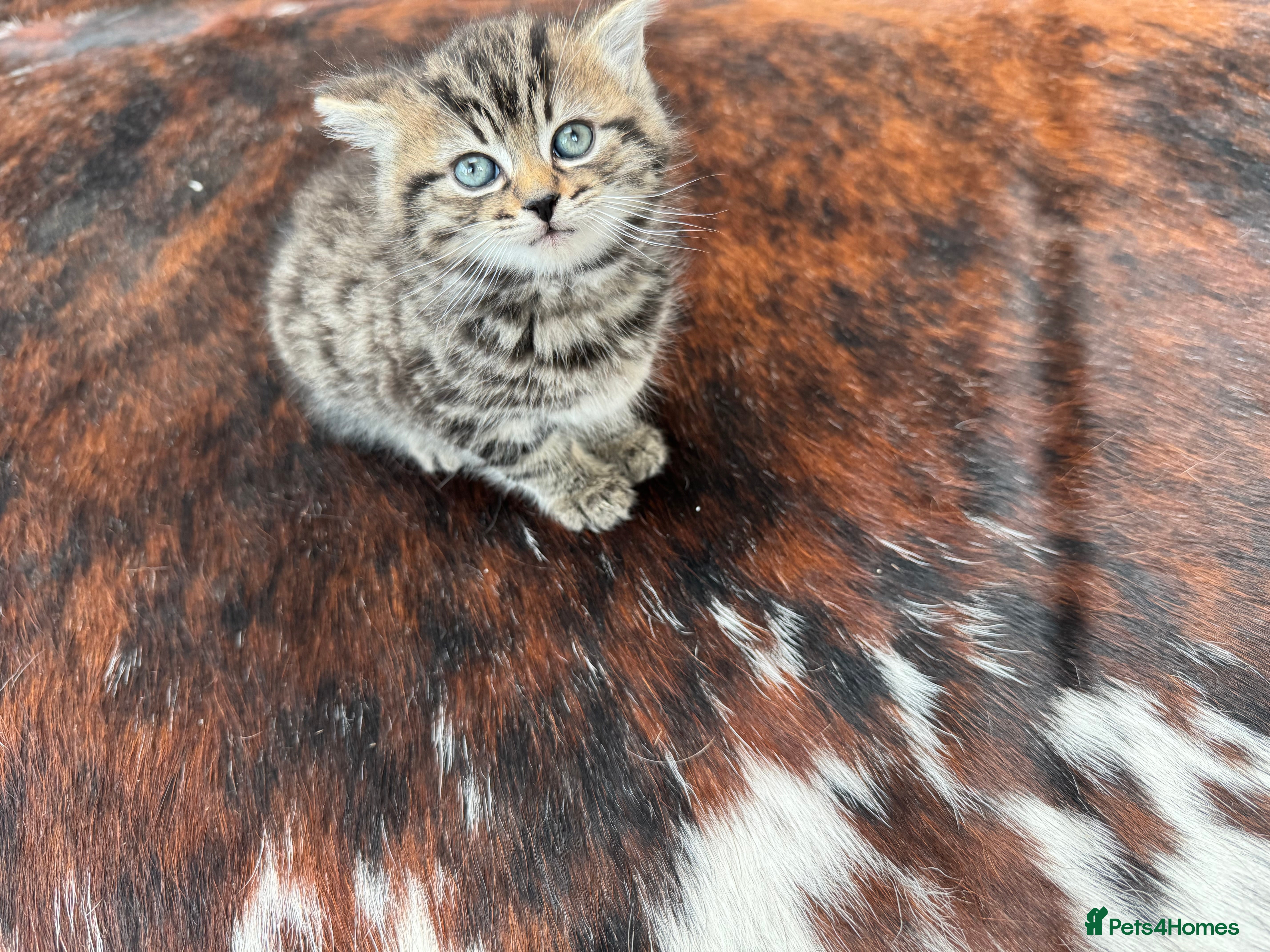 Mixed Breed cats Beautiful kittens for sale - Advert 1