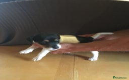 Parson Russell dogs for sale: 1st Amazing Litter - Image 16