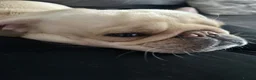 Pug dogs for sale: Pablo the Pug  - Advert 5