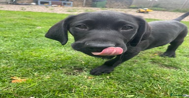 Labrador Retriever dogs - Advert 7