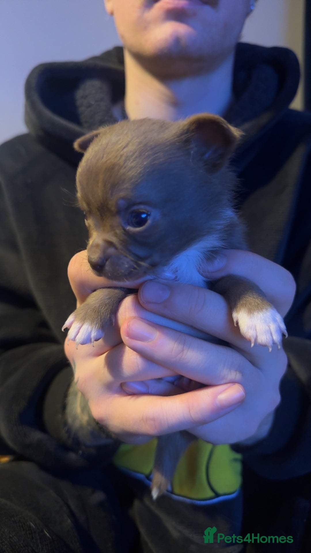 Chihuahua dogs for sale: Chihuahua puppies for sale - Advert 4