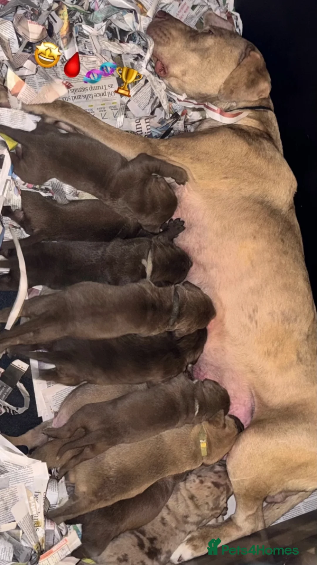 Bandog dogs for sale: BANDOG PUPPIES, TOP EUROPEAN WORKING BLOODLINES - Advert 2