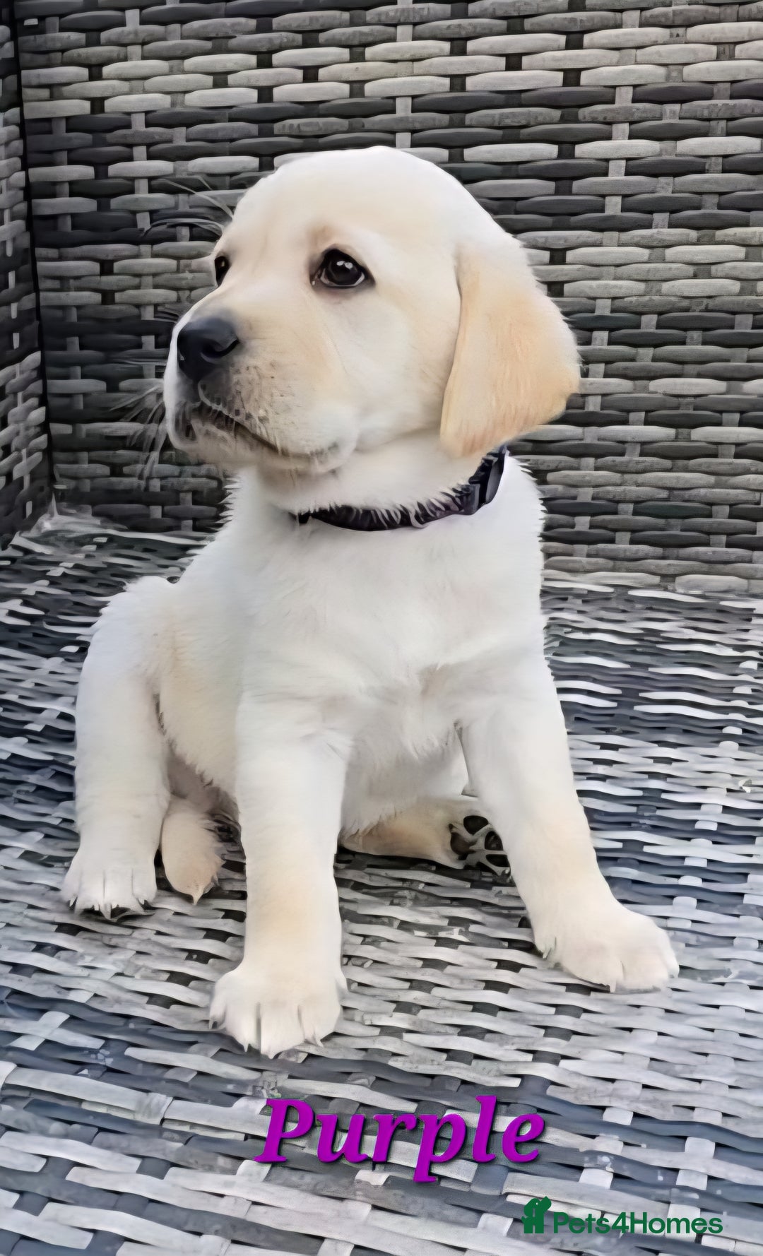 Labrador Retriever dogs for sale: 🐾 Adorable Yellow Labrador Puppies for Sale! 🐾 - Image 8