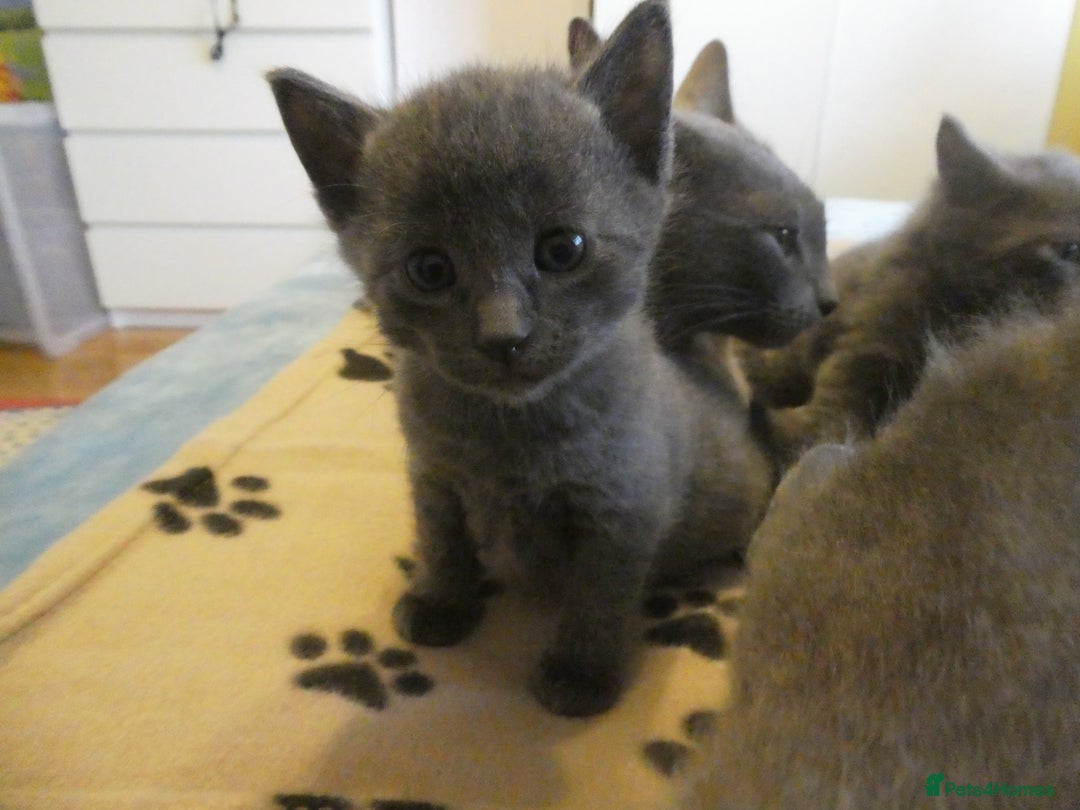 Russian Blue cats for sale: Russian Blue female kitten for sale - Advert 4