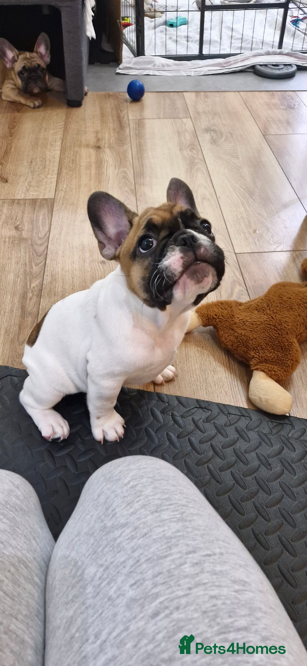 French Bulldog dogs for sale: French Bulldogs - Image 4