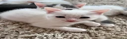Mixed Breed cats for sale: Pure Grey, Pure white and Mixed Kittens  - Advert 9