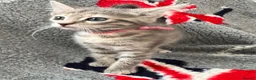 Mixed Breed cats for sale: Beautiful half Bengal and half moggy kittens - Advert 3