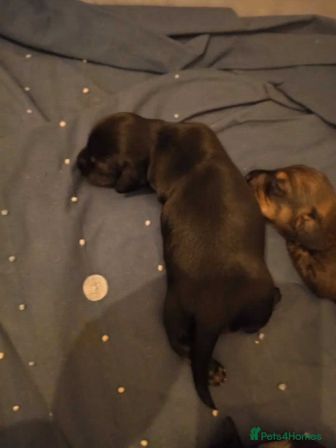 Miniature Dachshund dogs for sale: Miniature dachshunds - Advert 2