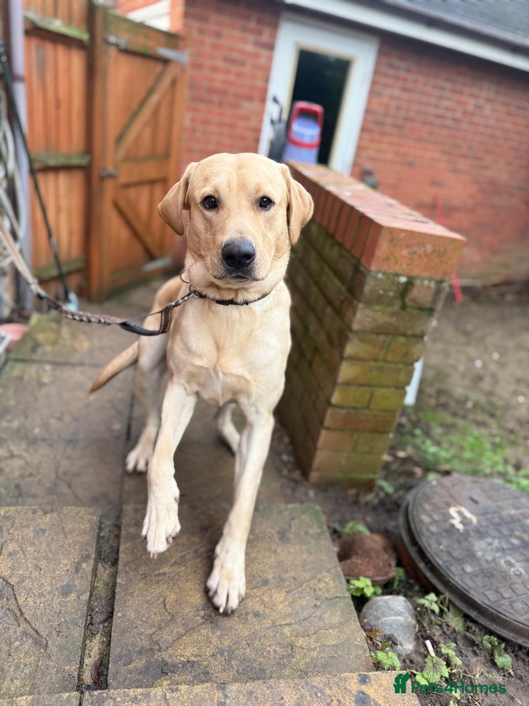 Labrador Retriever dogs for sale: Labrador Retriever - Advert 5