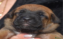Belgian Shepherd Dog dogs for sale: Bullherders top working lines  - Image 19