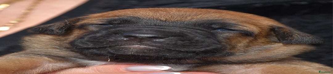 Belgian Shepherd Dog Puppy 7