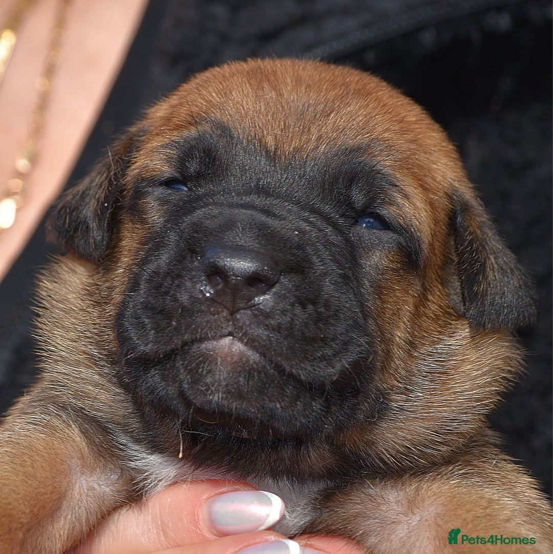 Belgian Shepherd Dog dogs for sale: Bullherders top working lines  - Image 19