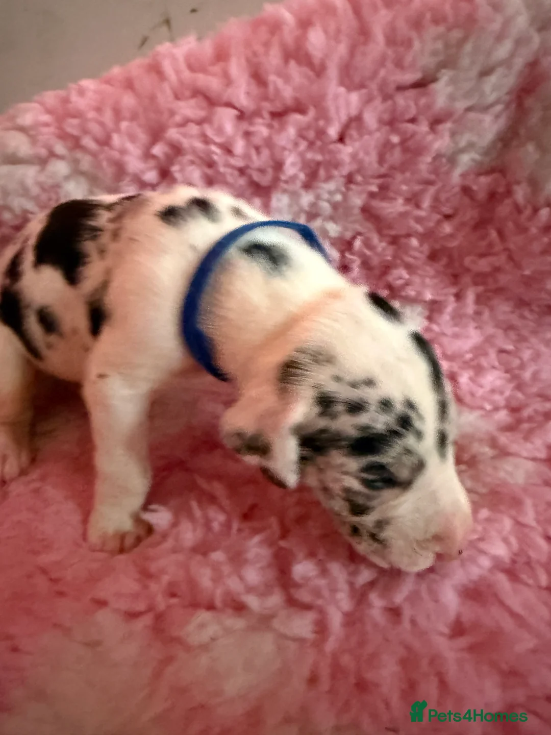 Great Dane dogs for sale: Stunning pure bred Great Dane puppies in St. Ives - Advert 14
