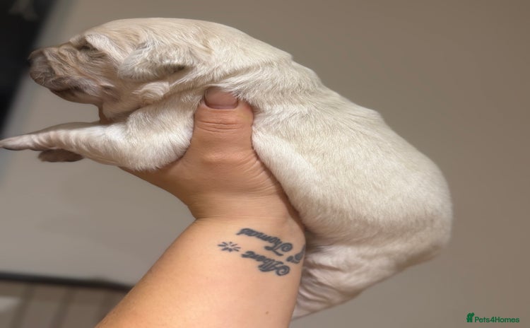 Golden Retriever dogs KC REG WHITE FULLY HEALTH TESTED PARENTS - Advert 1