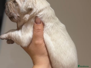 Golden Retriever dogs KC REG WHITE FULLY HEALTH TESTED PARENTS - Advert 16