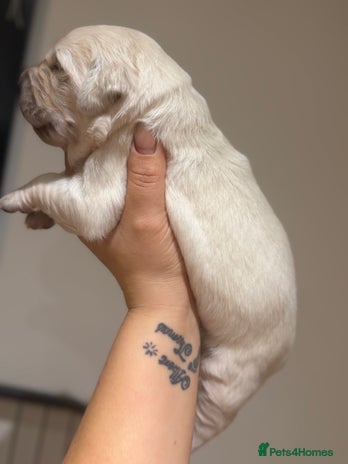 Golden Retriever dogs KC REG WHITE FULLY HEALTH TESTED PARENTS - Advert 4