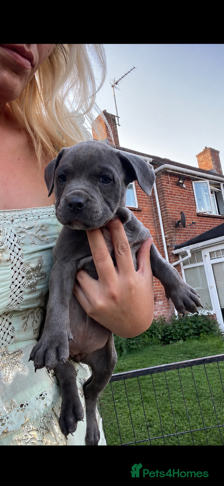 Staffordshire Bull Terrier dogs KC REGISTERED BLUE STAFFORDSHIRE BULLTERRIERS - Advert 2