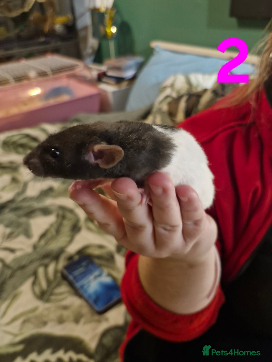Rat rodents for sale: 9 beautiful girls - Image 4