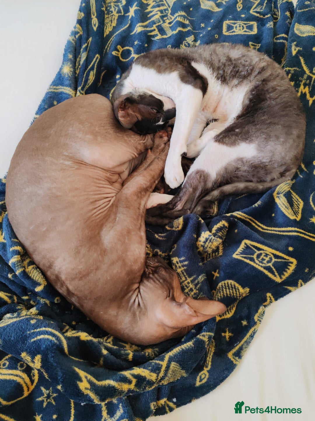 Cornish Rex cats for sale: Selling our beautiful Cornish Rex brothers - Image 8