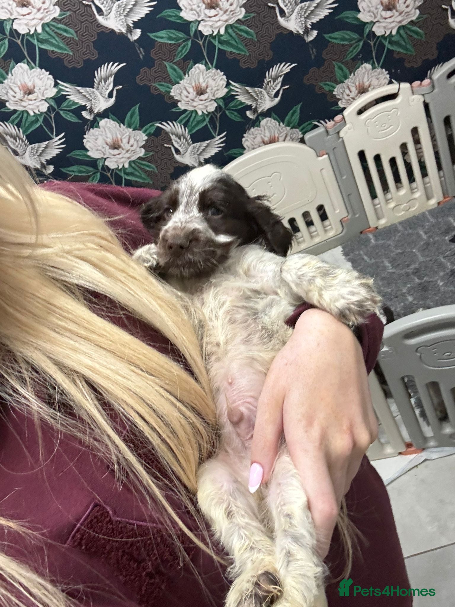 Cocker Spaniel dogs LAST KC REG SHOW COCKER BOY PUP HEALTH TESTED - Advert 4