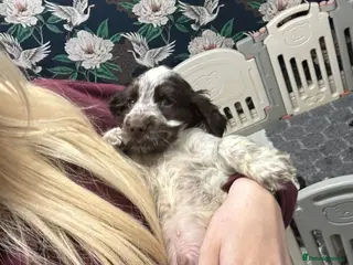 Cocker Spaniel dogs LAST KC REG SHOW COCKER BOY PUP HEALTH TESTED - Advert 4