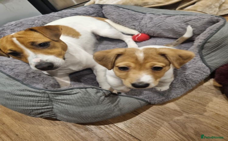 Jack Russell dogs Boy Jack Russel pup - Advert 5