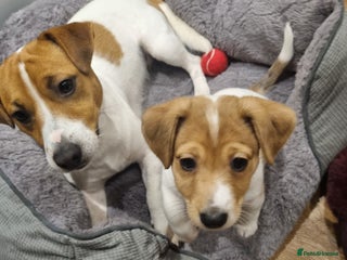 Jack Russell dogs Boy Jack Russel pup - Advert 18