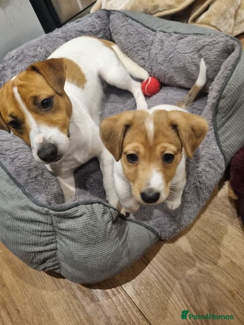 Jack Russell dogs Boy Jack Russel pup - Advert 5