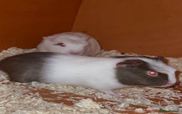 Guinea Pig rodents for sale: Baby Crested Guinea Pigs - Image 5