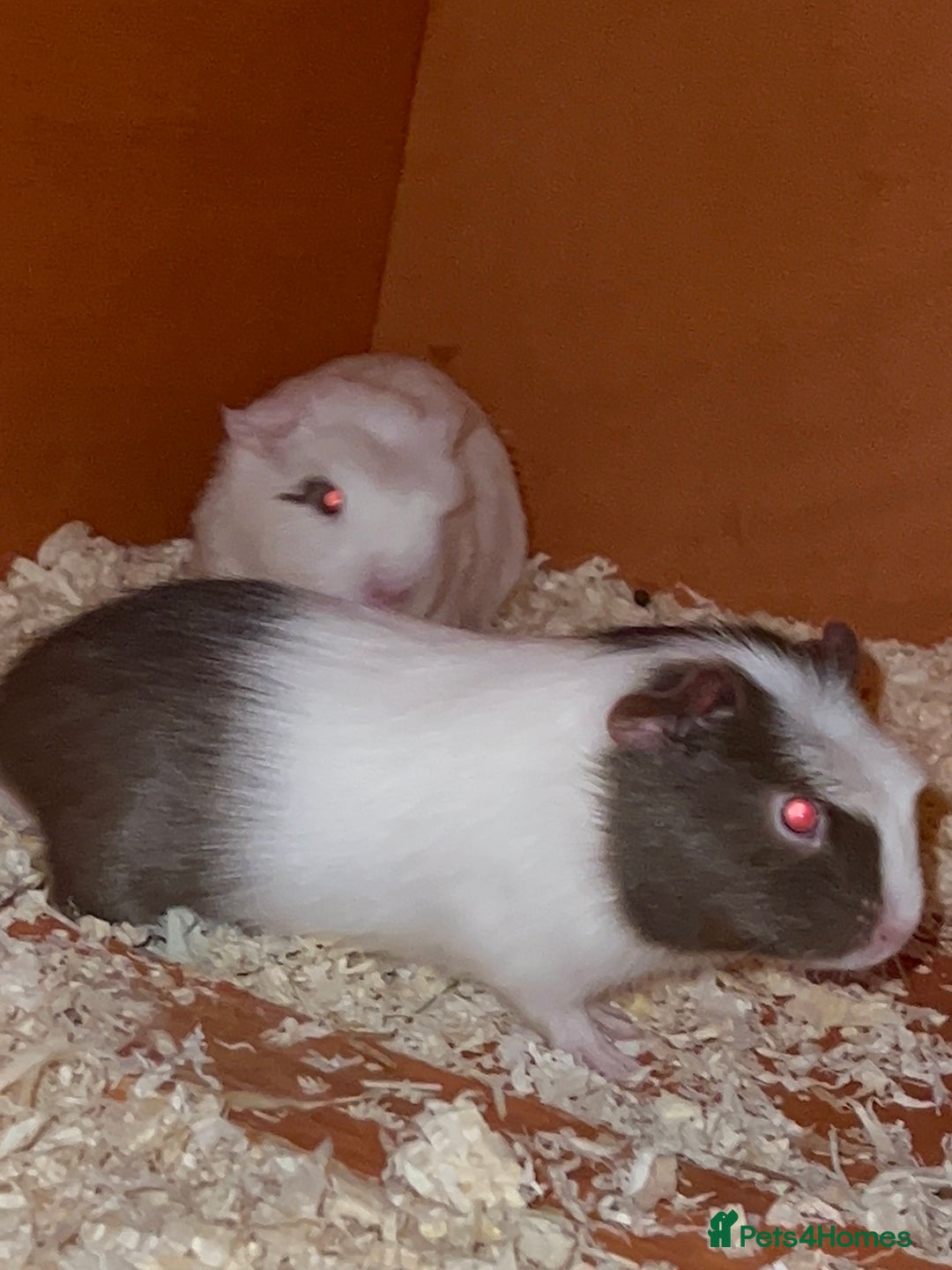 Guinea Pig rodents for sale: Baby Crested Guinea Pigs - Image 5